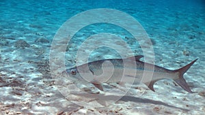 Tarpon in Bonaire