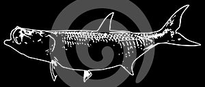 Tarpon fish on black background