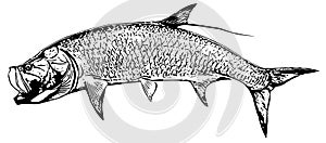 Tarpon fish fishing on white background