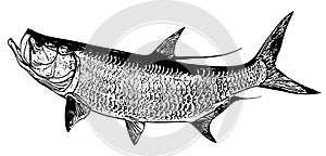 Tarpon fish fishing on white background