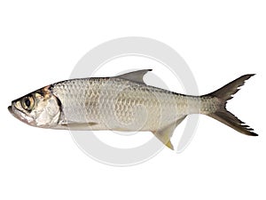 Tarpon fish isolated on white