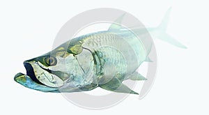 Tarpon fish isolated on white backgrorund - fly fishing
