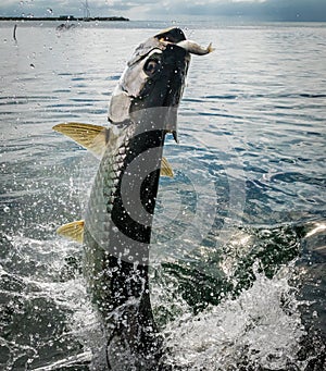 Tarpon fish jumping out of water - Caye Caulker, Belize photo
