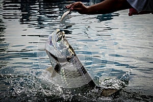 Tarpon fish jumping out of water - Caye Caulker, Belize