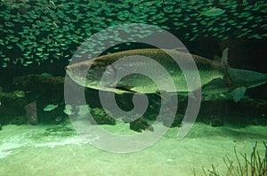 Tarpon fish Megalops atlanticus