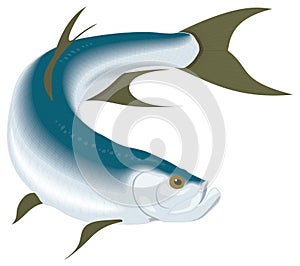 tarpon fish vector illustration transparent background