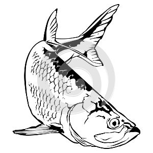 Tarpon Illustration