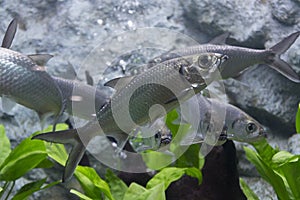 Tarpon Indo-Pacific fish in aquarium