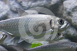 Tarpon Indo-Pacific fish in aquarium