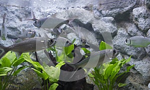 Tarpon Indo-Pacific fish in aquarium