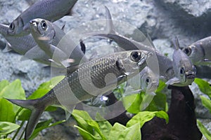 Tarpon Indo-Pacific fish in aquarium