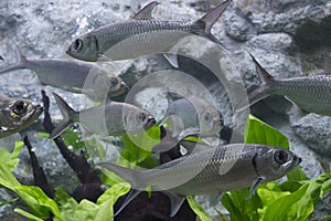Tarpon Indo-Pacific fish in aquarium