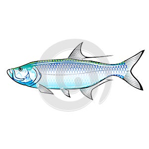 Tarpon Ocean Gamefish illustration vector