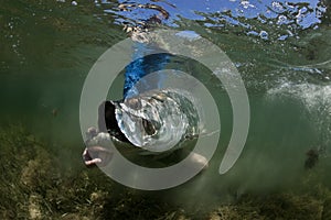 Tarpon Release Underwater