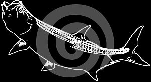 Tarpon saltwater fishing on black background