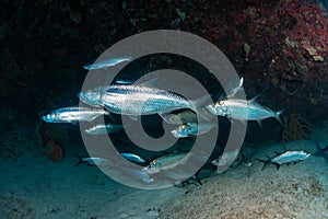 Tarpon in a small cave