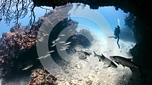 Tarpon in a small cave with SCUBA Diver