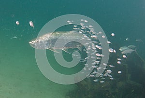 Tarpon swimming in the ocean surrounded by smaller fish.
