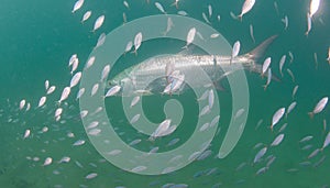 Tarpon swimming in the ocean surrounded by smaller fish.