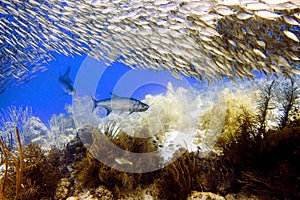 Tarpon under schooling Bigeye Scad - Megalops atlanticus, Selar crumenophthalmus