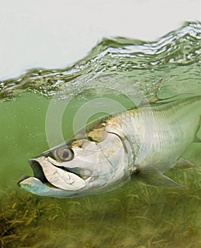 Agua salada en buscar de botín 