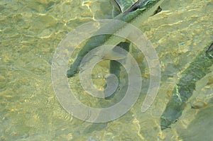Tarpons (Megalops atlanticus) in shallow waters photo