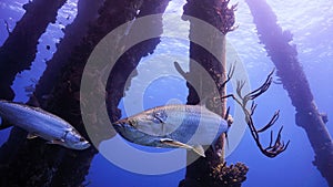 Tarpons swimming through pillars of pier