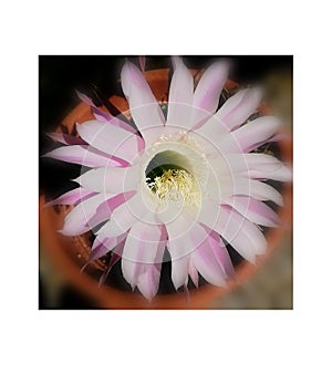 Tarquinia, Italy, 12 SEPTEMBER 2019, a flower of a succulent plant in its vase photographed externally adjacent to a building