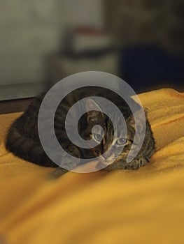 Tarquinia, Italy, 15 July 2019, my cat who SLEEPS on my bed inside my house photo