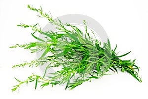 Tarragon