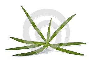 Tarragon Artemisia dracunculus