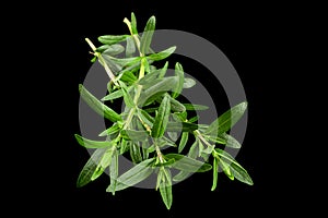 Tarragon bunch closeup
