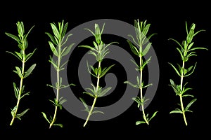 Tarragon bunch closeup