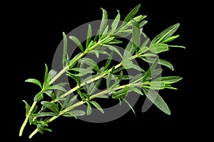 Tarragon bunch closeup