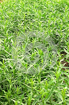 Tarragon or estragon in the greenhouse