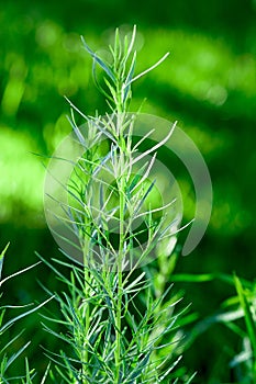 Tarragon estragon in the garden