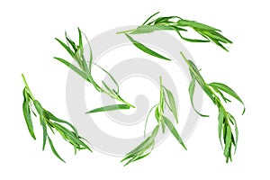 Tarragon or estragon isolated on a white background. Artemisia dracunculus. Top view. Flat lay