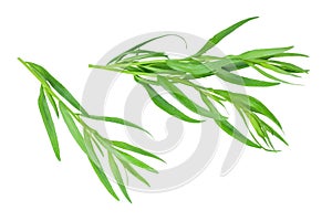 Tarragon or estragon isolated on a white background. Artemisia dracunculus. Top view. Flat lay