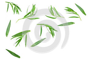 Tarragon or estragon isolated on a white background. Artemisia dracunculus. Top view. Flat lay