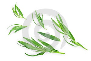 Tarragon or estragon isolated on a white background. Artemisia dracunculus. Top view. Flat lay