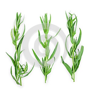 Tarragon or estragon isolated on a white background. Artemisia dracunculus. Top view. Flat lay