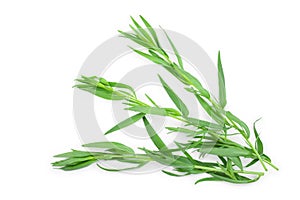 Tarragon or estragon isolated on a white background. Artemisia dracunculus. Top view. Flat lay