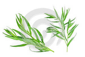 Tarragon or estragon isolated on a white background. Artemisia dracunculus. Top view. Flat lay