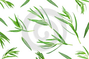 Tarragon or estragon isolated on a white background. Artemisia dracunculus. Top view. Flat lay