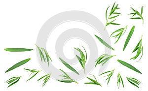 tarragon or estragon isolated on white background with copy space for your text. Artemisia dracunculus. Top view. Flat