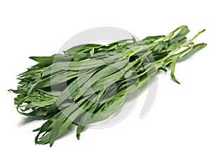 Tarragon herb