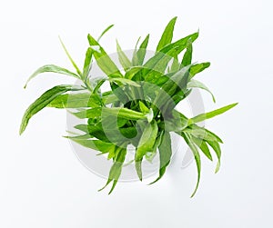 Tarragon herb