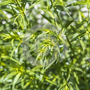 Tarragon in the herb bed