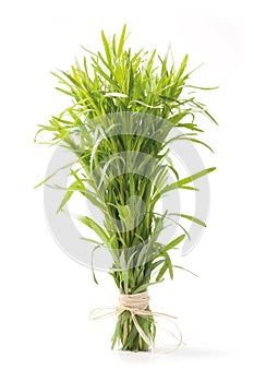 Tarragon herb bunch