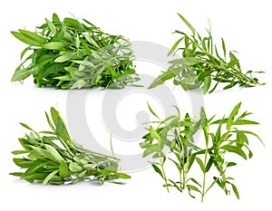 Tarragon herbs on white background